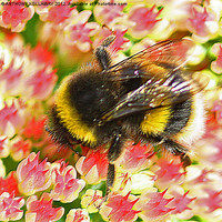Buy canvas prints of Garden Bumble bee on flowers by Anthony Kellaway