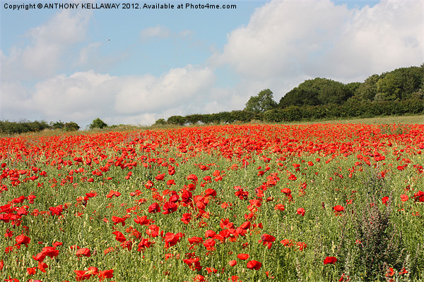 Poppies in the field Picture Board by Anthony Kellaway