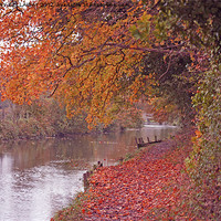 Buy canvas prints of RIVER ITCHEN NAVIGATION IN AUTUMN by Anthony Kellaway