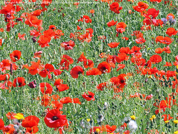 Winchester Hill poppy field. Picture Board by Anthony Kellaway