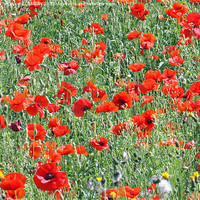 Buy canvas prints of Winchester Hill poppy field. by Anthony Kellaway
