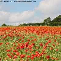 Buy canvas prints of POPPY FIELD AT WINCHESTER HILL by Anthony Kellaway
