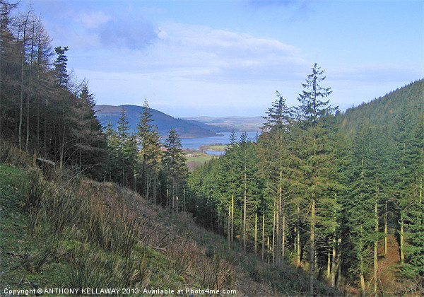 BASSENTHWAITE LAKE FROM DODD WOOD Picture Board by Anthony Kellaway