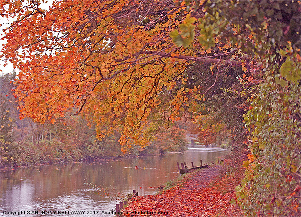 ITCHEN NAVIGATION IN AUTUMN Picture Board by Anthony Kellaway