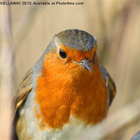 Buy canvas prints of Robin close up by Anthony Kellaway