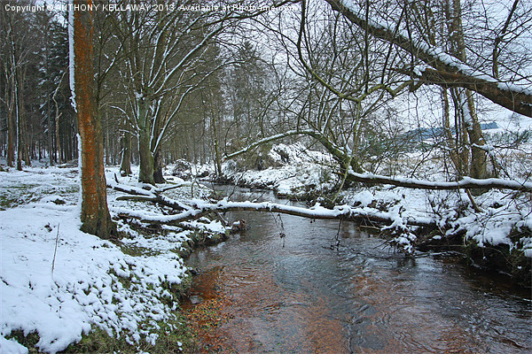 NEW FOREST STREAM SNOW SCENE Picture Board by Anthony Kellaway