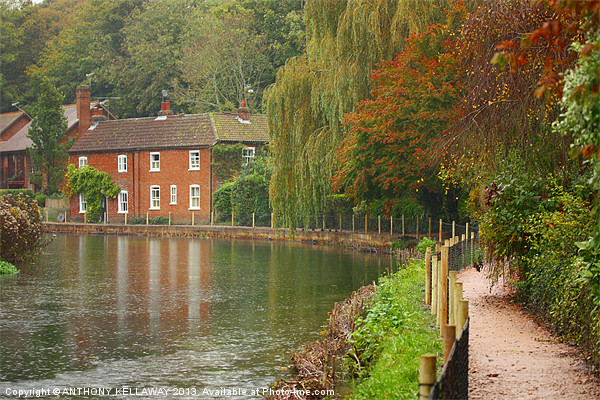 RIVER ITCHEN COTTAGE IN AUTUMN Picture Board by Anthony Kellaway