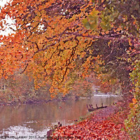 Buy canvas prints of RIVER ITCHEN IN AUTUMN OIL. by Anthony Kellaway