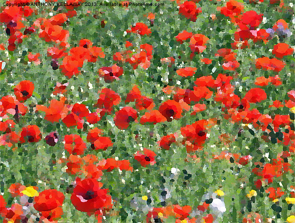 poppy painting Picture Board by Anthony Kellaway