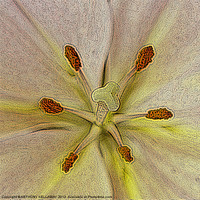 Buy canvas prints of LILY PAINTING by Anthony Kellaway