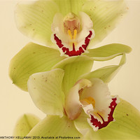 Buy canvas prints of MAGICAL ORCHIDS by Anthony Kellaway
