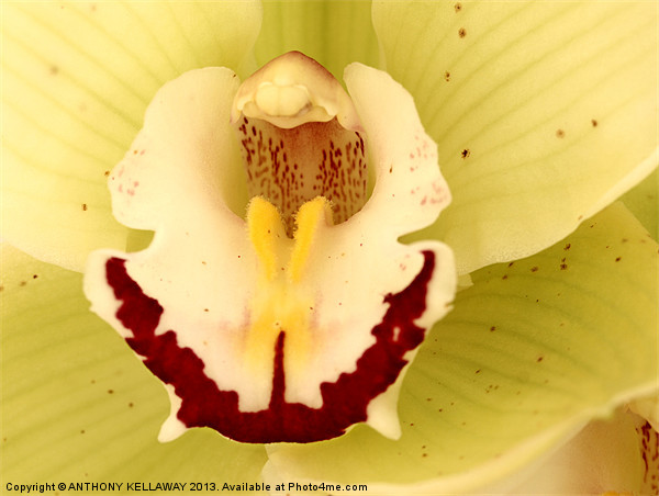 ORCHID MACRO Picture Board by Anthony Kellaway