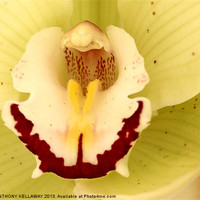 Buy canvas prints of ORCHID MACRO by Anthony Kellaway