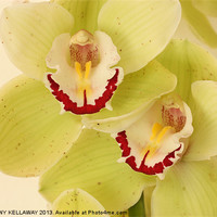 Buy canvas prints of LOVELY ORCHIDS by Anthony Kellaway