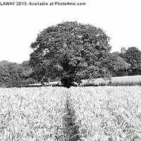 Buy canvas prints of BARLEY FIELDS AND TREE AT CHERITON by Anthony Kellaway
