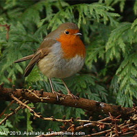 Buy canvas prints of ROBIN IN TREES by Anthony Kellaway