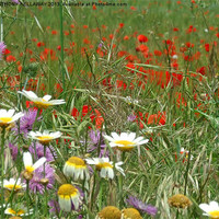 Buy canvas prints of DAISY,THISTLE AND POPPY FIELD by Anthony Kellaway