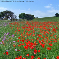 Buy canvas prints of Menorcan poppy field by Anthony Kellaway