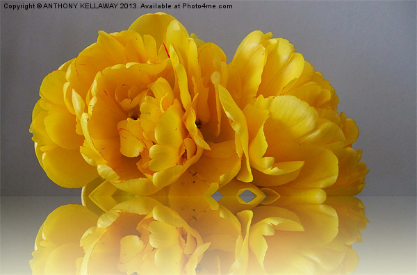 YELLOW DOUBLE TULIP Picture Board by Anthony Kellaway