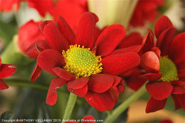 RED CHRYSANTHEMUM Picture Board by Anthony Kellaway