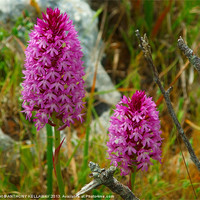 Buy canvas prints of PURPLE WILD ORCHIDS by Anthony Kellaway