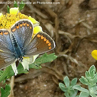 Buy canvas prints of BUTTERFLY MENORCA by Anthony Kellaway