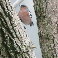 Buy canvas prints of CHAFFINCH by Anthony Kellaway