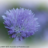 Buy canvas prints of CHIVE FLOWER by Anthony Kellaway