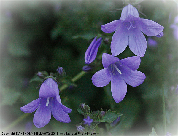 CAMPANULA Picture Board by Anthony Kellaway