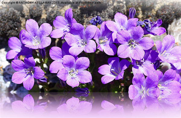CAMPANULA LILAC FLOWER REFLECTION Picture Board by Anthony Kellaway