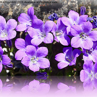 Buy canvas prints of CAMPANULA LILAC FLOWER REFLECTION by Anthony Kellaway