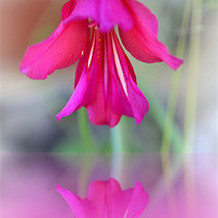 Buy canvas prints of PINK FLORAL REFLECTION by Anthony Kellaway