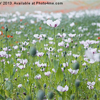 Buy canvas prints of WHITE POPPIES by Anthony Kellaway