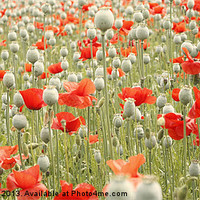 Buy canvas prints of POPPIES GALORE by Anthony Kellaway