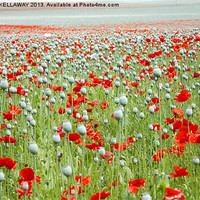 Buy canvas prints of POPPIES EVERYWHERE by Anthony Kellaway