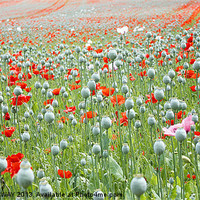 Buy canvas prints of RED AND WHITE POPPY FIELD by Anthony Kellaway