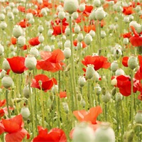 Buy canvas prints of POPPIES AND PODS by Anthony Kellaway