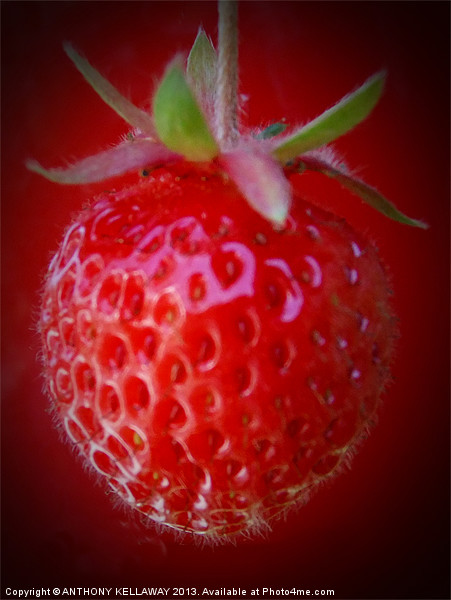 STRAWBERRY Picture Board by Anthony Kellaway