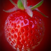 Buy canvas prints of STRAWBERRY by Anthony Kellaway