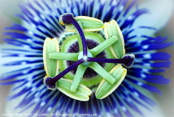 PASSION FLOWER Picture Board by Anthony Kellaway
