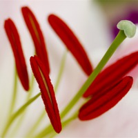 Buy canvas prints of LILY STAMENS MACRO by Anthony Kellaway