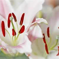Buy canvas prints of LOVELY LILLIES by Anthony Kellaway