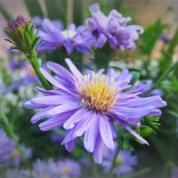 Buy canvas prints of LILAC FLOWER MICHAELMAS DAISY by Anthony Kellaway