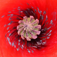 Buy canvas prints of POPPY HEART OIL PAINTING by Anthony Kellaway