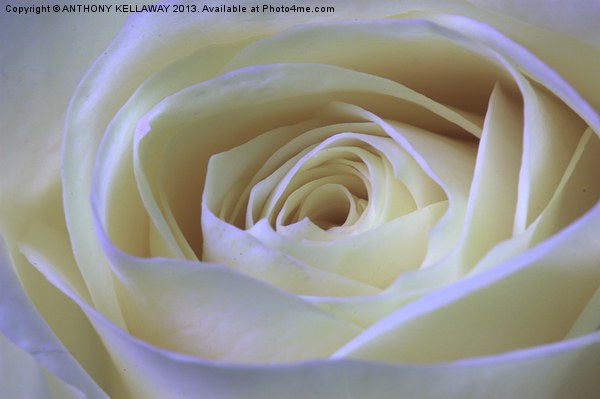 WHITE ROSE Picture Board by Anthony Kellaway