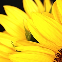 Buy canvas prints of SUNFLOWER by Anthony Kellaway