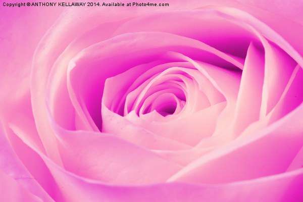 LILAC ROSE Picture Board by Anthony Kellaway