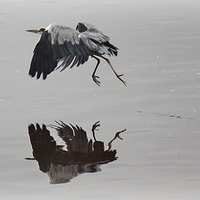 Buy canvas prints of GREY  HERON REFLECTIONS by Anthony Kellaway