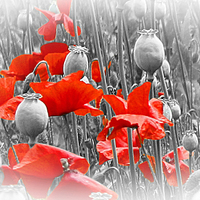 Buy canvas prints of POPPIES AND PODS by Anthony Kellaway