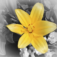 Buy canvas prints of YELLOW LILY by Anthony Kellaway